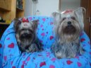 Jork��rsk� terier, Yorkshire Terrier,