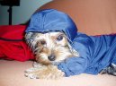 Jork��rsk� terier, Yorkshire Terrier,