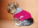 Jork��rsk� terier, Yorkshire Terrier,