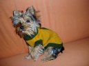 Jork��rsk� terier, Yorkshire Terrier,