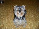 Jork��rsk� terier, Yorkshire Terrier,