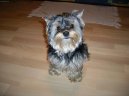 Jork��rsk� terier, Yorkshire Terrier,