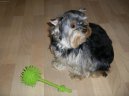 Jork��rsk� terier, Yorkshire Terrier,