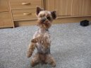 Jork��rsk� terier, Yorkshire Terrier,