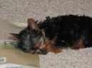 Jork��rsk� terier, Yorkshire Terrier,