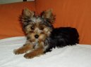Jork��rsk� terier, Yorkshire Terrier,