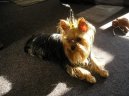 Jork��rsk� terier, Yorkshire Terrier,