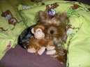 Jork��rsk� terier, Yorkshire Terrier,