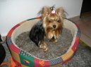 Jork��rsk� terier, Yorkshire Terrier,