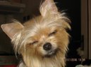 Jork��rsk� terier, Yorkshire Terrier,