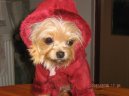 Jork��rsk� terier, Yorkshire Terrier,