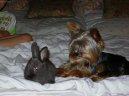 Jork��rsk� terier, Yorkshire Terrier,