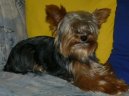 Jork��rsk� terier, Yorkshire Terrier,
