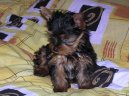 Jork��rsk� terier, Yorkshire Terrier,