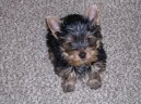 Jork��rsk� terier, Yorkshire Terrier,