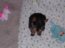 Jork��rsk� terier, Yorkshire Terrier,