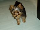 Jork��rsk� terier, Yorkshire Terrier,