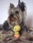 Jork��rsk� terier, Yorkshire Terrier,