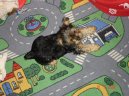 Jork��rsk� terier, Yorkshire Terrier,