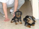 Jork��rsk� terier, Yorkshire Terrier,