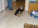 Jork��rsk� terier, Yorkshire Terrier,