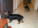 Jork��rsk� terier, Yorkshire Terrier,