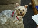 Jork��rsk� terier, Yorkshire Terrier,