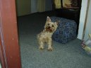 Jork��rsk� terier, Yorkshire Terrier,