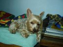Jork��rsk� terier, Yorkshire Terrier,