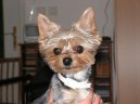 Jork��rsk� terier, Yorkshire Terrier,