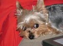 Jork��rsk� terier, Yorkshire Terrier,