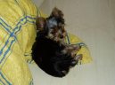 Jork��rsk� terier, Yorkshire Terrier,