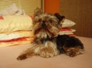Jork��rsk� terier, Yorkshire Terrier,
