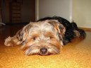 Jork��rsk� terier, Yorkshire Terrier,