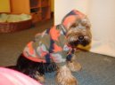 Jork��rsk� terier, Yorkshire Terrier,