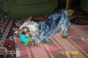 Jork��rsk� terier, Yorkshire Terrier,