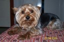 Jork��rsk� terier, Yorkshire Terrier,