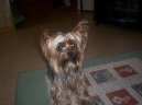 Jork��rsk� terier, Yorkshire Terrier,