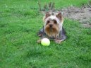 Jork��rsk� terier, Yorkshire Terrier,