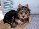 Jork��rsk� terier, Yorkshire Terrier,