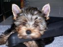 Jork��rsk� terier, Yorkshire Terrier,