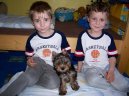Jork��rsk� terier, Yorkshire Terrier,