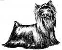 Jork��rsk� terier, Yorkshire Terrier,