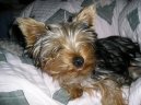 Jork��rsk� terier, Yorkshire Terrier,