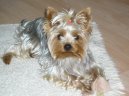 Jork��rsk� terier, Yorkshire Terrier,