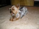Jork��rsk� terier, Yorkshire Terrier,