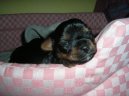 Jork��rsk� terier, Yorkshire Terrier,