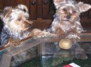 Jork��rsk� terier, Yorkshire Terrier,
