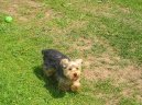 Jork��rsk� terier, Yorkshire Terrier,