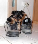 Jork��rsk� terier, Yorkshire Terrier,